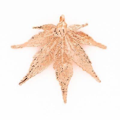 Japanese Maple Filigree Bright Copper